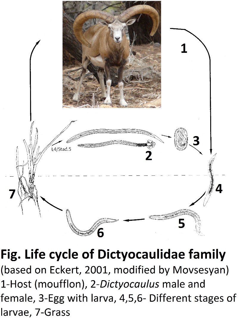 A scheme of life cycle of Dictyocaulidae nematodes – geohelminths, i.e., no intermediate hosts by Eckert, 2001, modified by Movsesyan